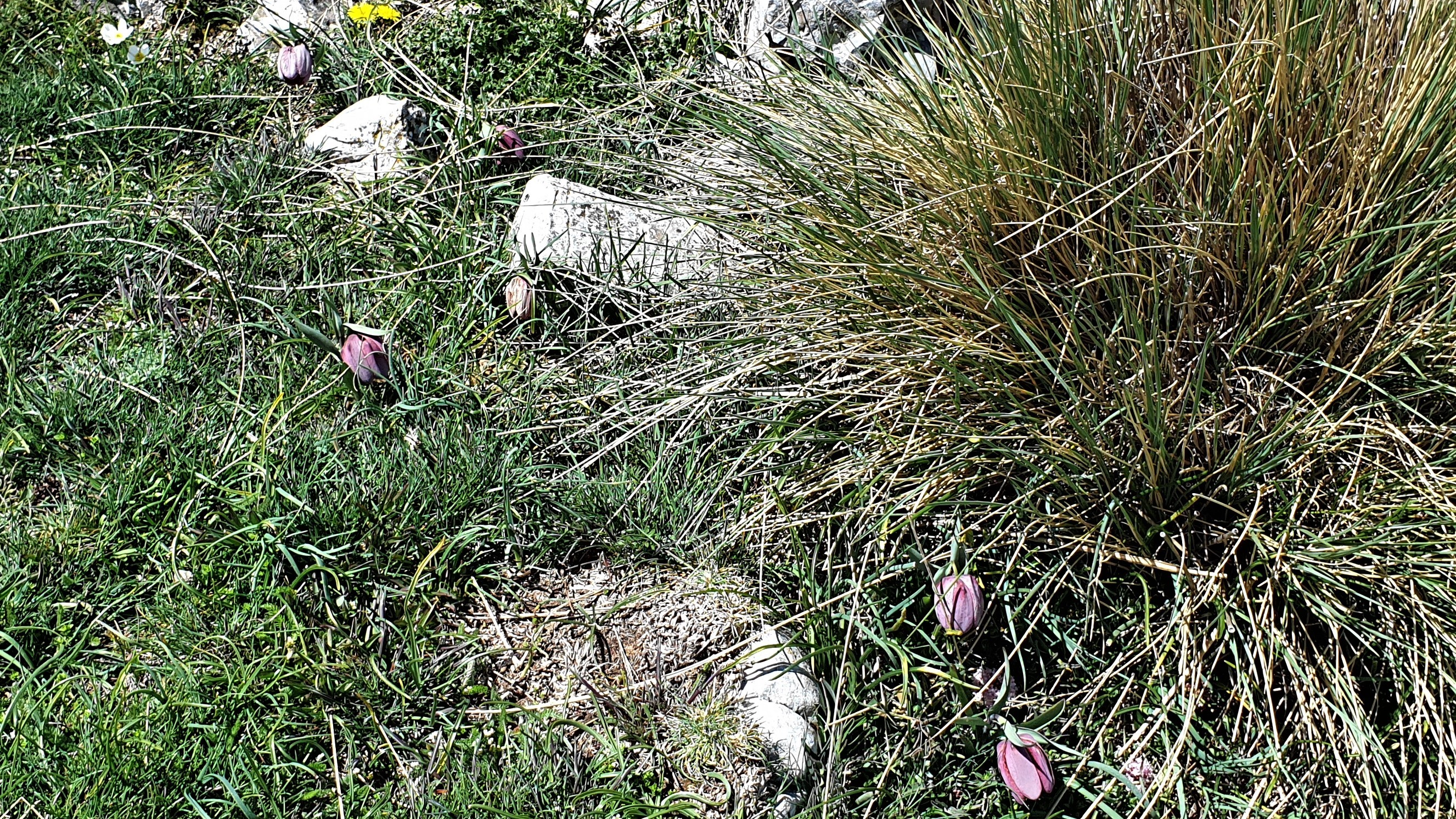 20190510 fritilaires