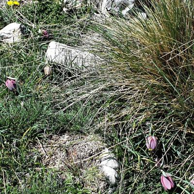 20190510 fritilaires