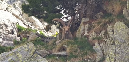 20190618 bouquetin du printemps