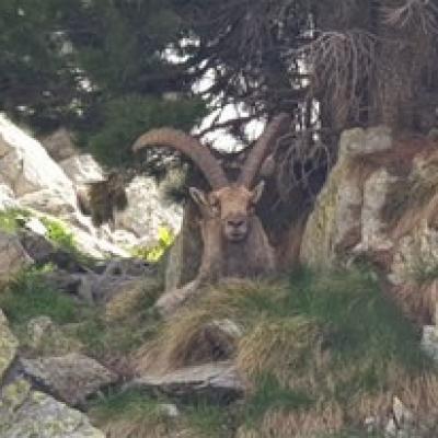 20190618 bouquetin du printemps