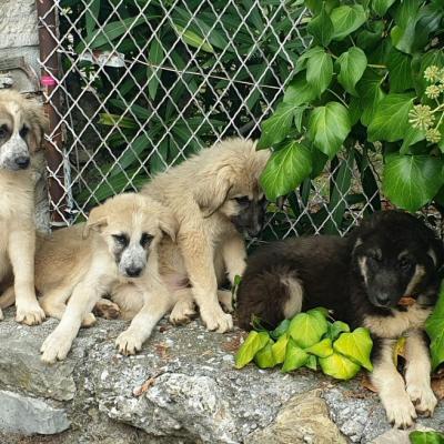 20191018 petits patous