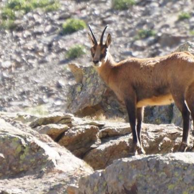 20200804 chamois