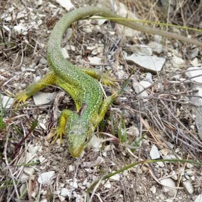 20210309 lezard vert