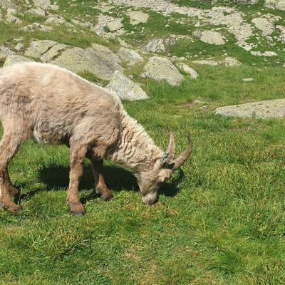 20210702 chamois