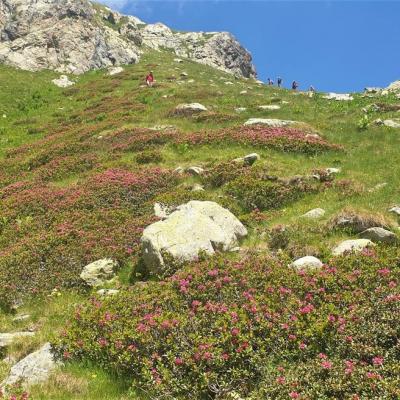 20210702 rhododendrons