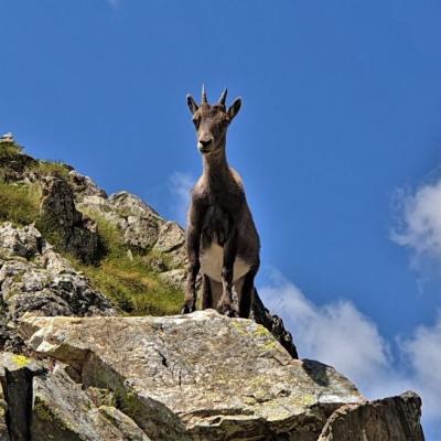 20210723 chamois