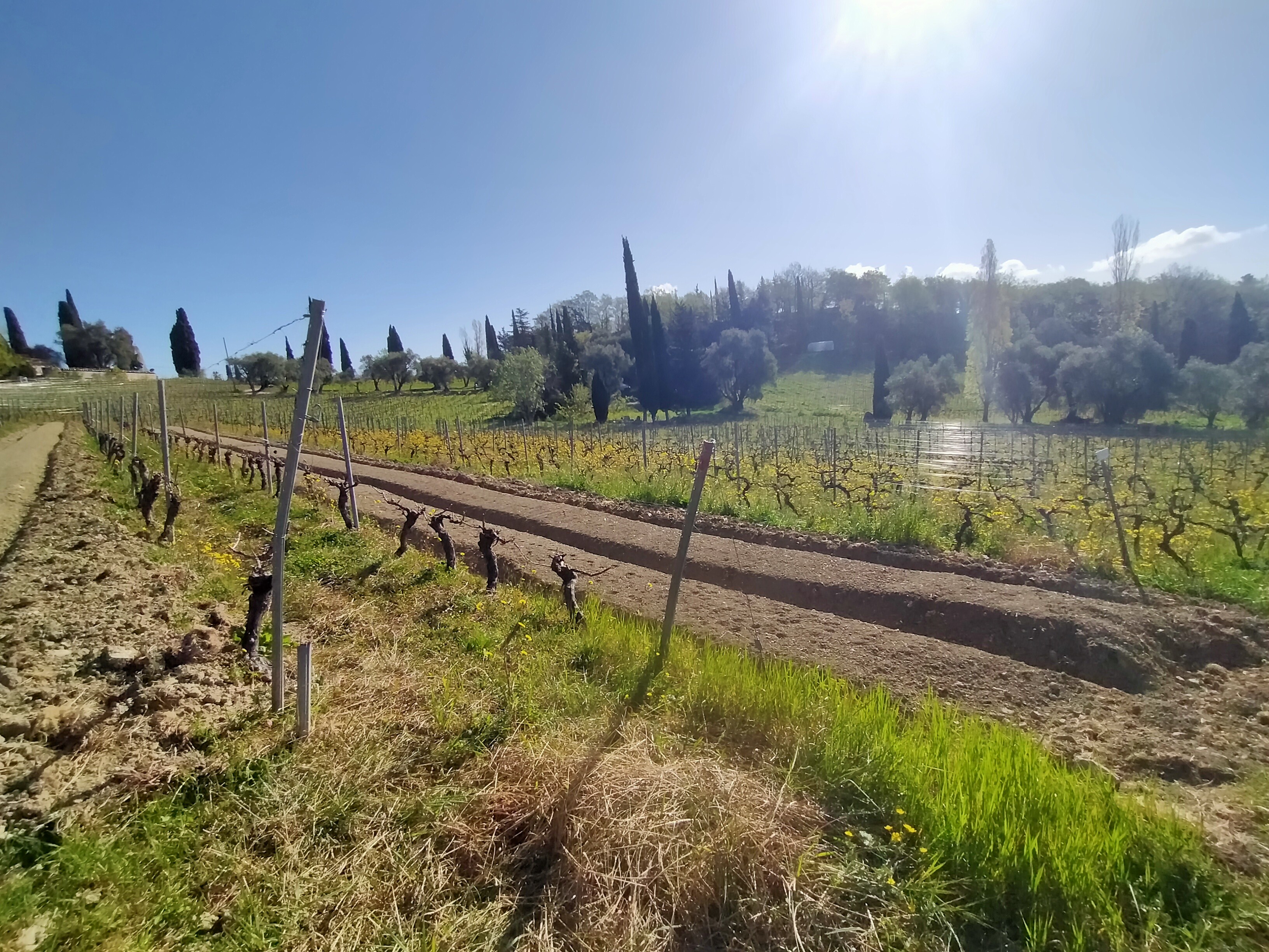 Vignes et cultures maraicheres