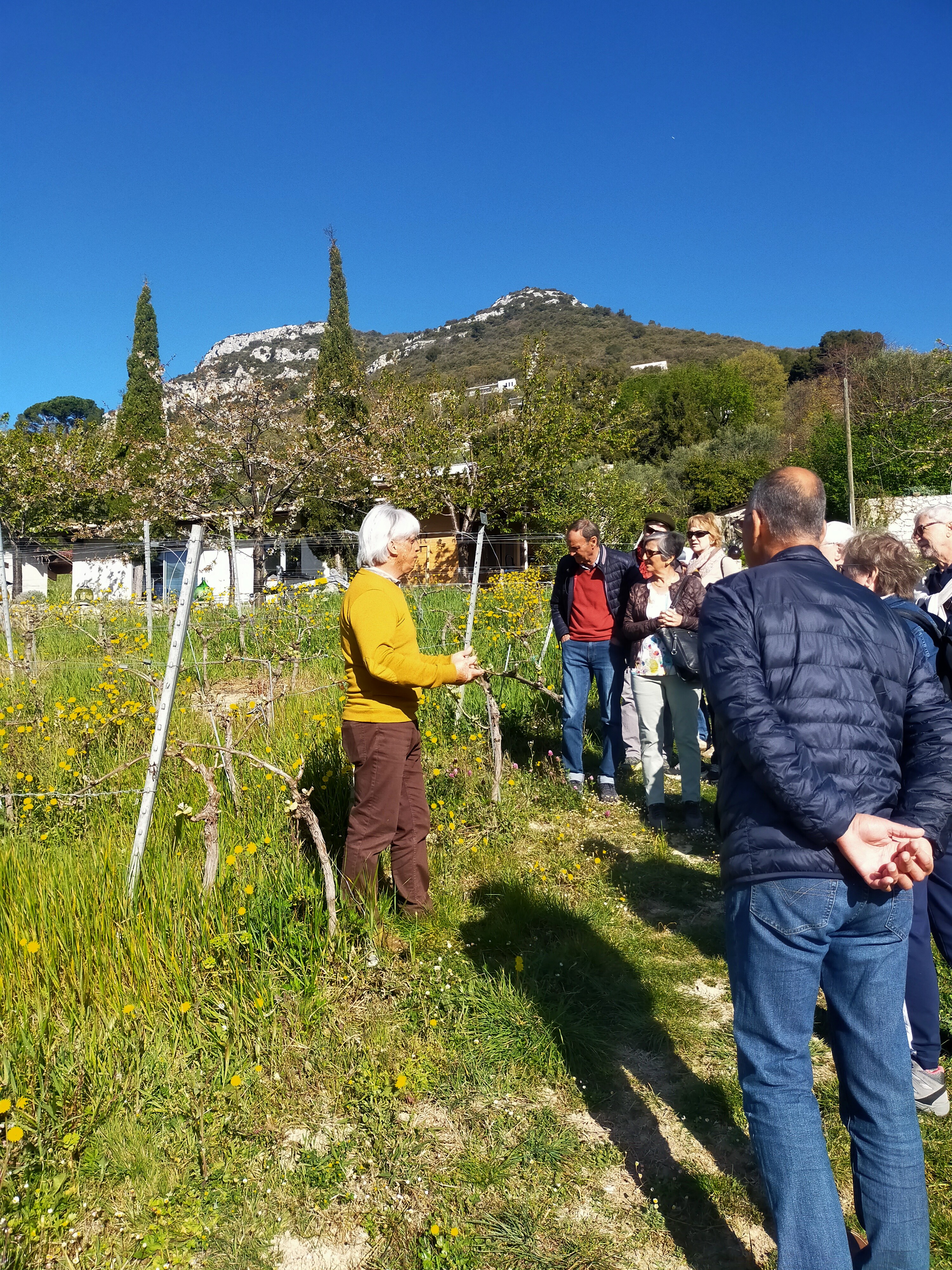 Vignoble rasse dans la vigne