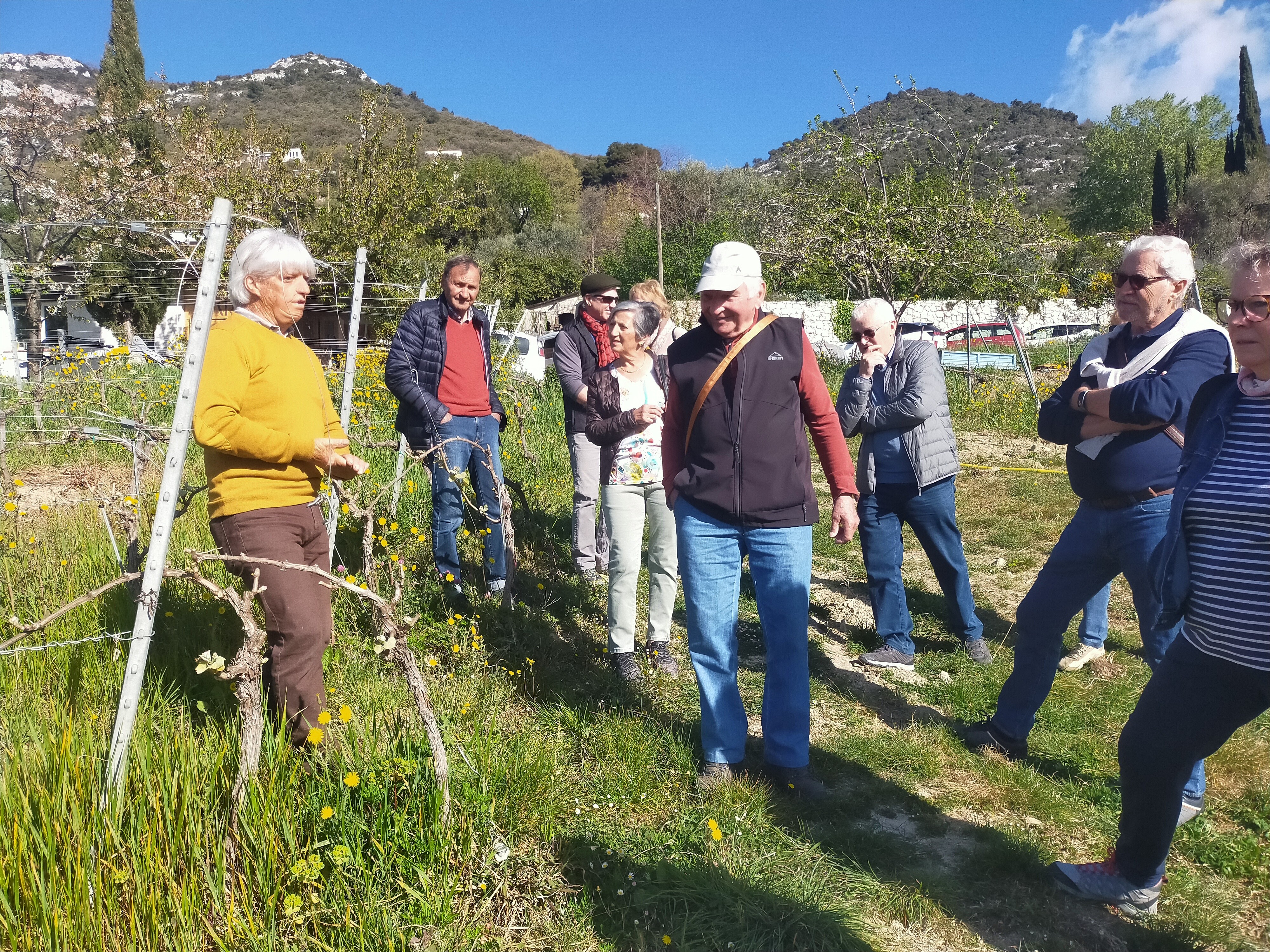 Vignoble Rasse -  vignes